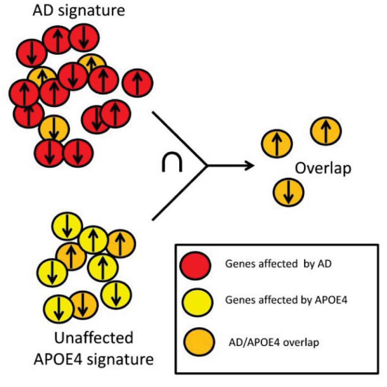 Key Molecular Pathways Leading To Alzheimer's Identified | Columbia ...