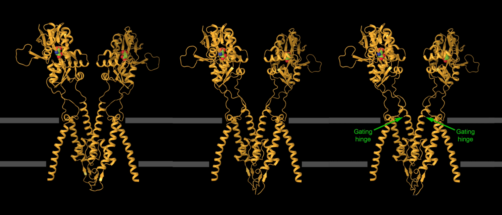 models of kainate receptor